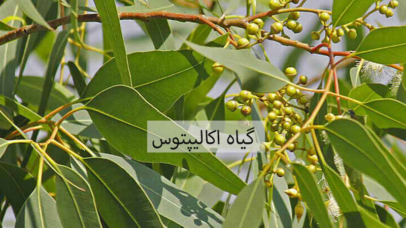 گیاه اکالیپتوس