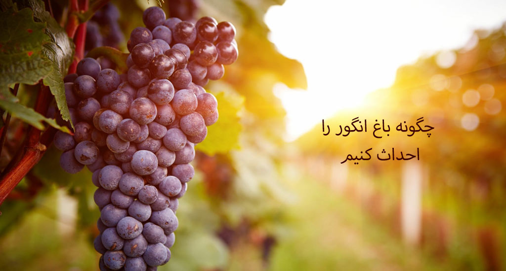 چگونه باغ انگور را احداث کنیم