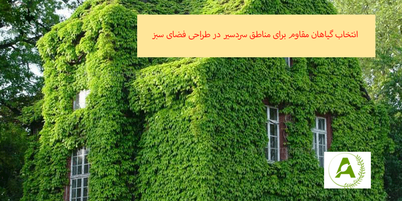 انتخاب گیاهان مقاوم برای مناطق سردسیر در طراحی فضای سبز