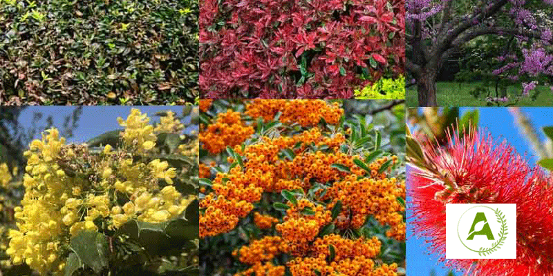 انتخاب گیاهان مقاوم برای مناطق سردسیر در طراحی فضای سبز