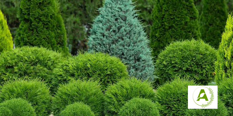 انتخاب گیاهان مقاوم برای مناطق سردسیر در طراحی فضای سبز