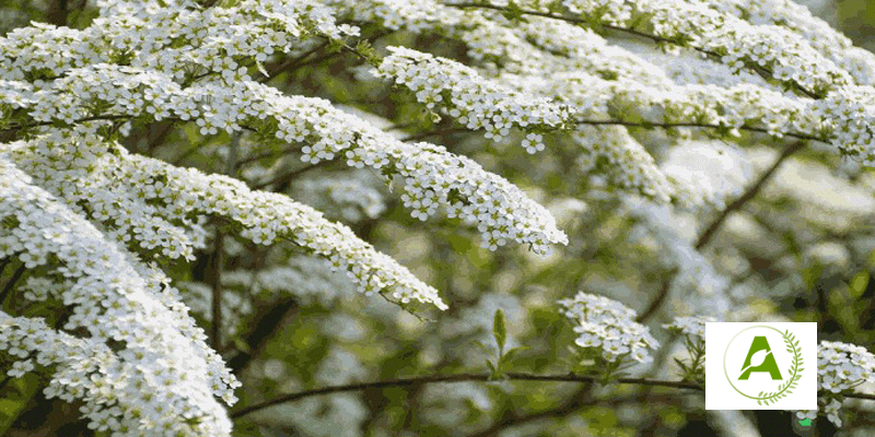 انتخاب گیاهان مقاوم برای مناطق سردسیر در طراحی فضای سبز